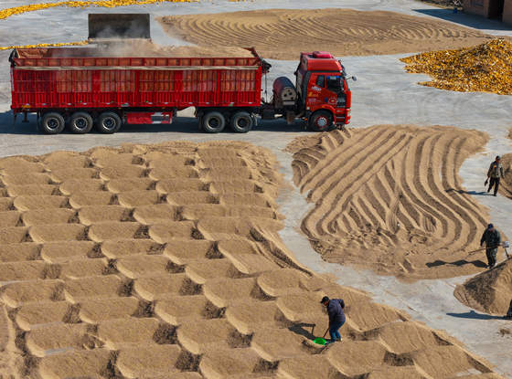 平羅縣前進(jìn)農(nóng)場(chǎng)迎來(lái)秋日農(nóng)忙